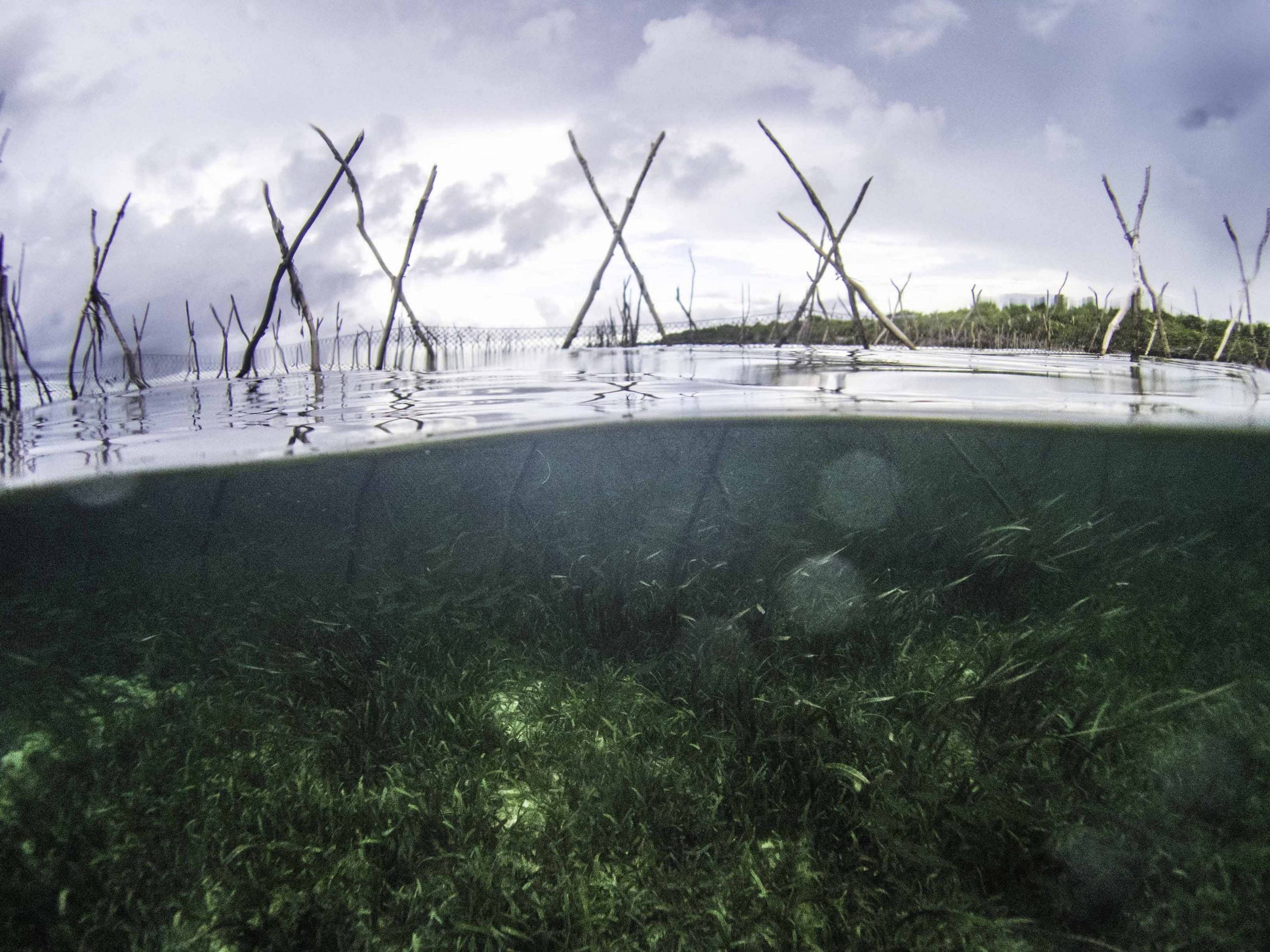 Seagrass meadows: A nature-based solution to climate change. - Dugong